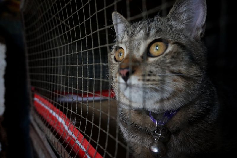 Négligence animale : des arrestations et une saisie